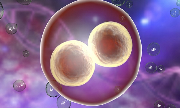 Dondurulmuş embryo transferi öncesi endometrium nasıl hazırlanır 
